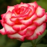 Розы Чайногибридные