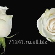 Срезанный цветок Роза Амелия