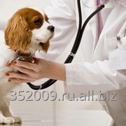 Первичный клинический осмотр ветеринара фото