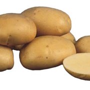 Картофель среднеспелый фото