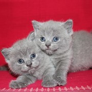 Британские котята классических и редких окрасов фотография