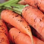 Морковь от производителя фотография