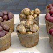 Картофель сортовой, семена картофеля Ре фентези