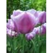 Луковицы тюльпана Holland Beauty фотография
