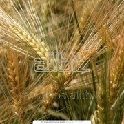Пшеница озимая Семена СЭ Ода