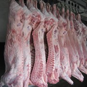 Мясо говядина, свинина, птица, баранина оптом фото