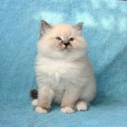 Невский маскарадный котик 2 месяца фото