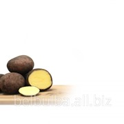 Среднеспелый картофель Журавинка вторая рс фотография