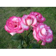 розы Дэвида Остина фото
