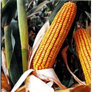 Гибриды кукурузы ДК 440 фото