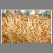 Пшеница Доминанта фото