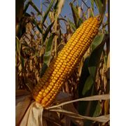 Семена для полеводства “КРАСНОДАРСКИЙ 385 МВ“ (кукурузы) фото