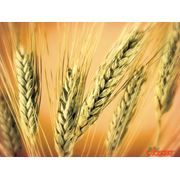 Семена озимой пшеницы - Черноземка 88 фото