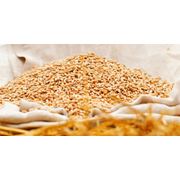 Пшеница для проращивания (БИО) 10 кг
