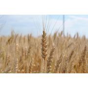 Озимая пшеница Светоч фото