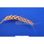 Семена пшеницы яровой фото