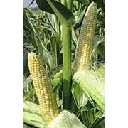 Семена кукурузы гибрид Краснодарский 194МВ фото
