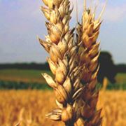 Элитная озимая пшеница сорт Бирюза фотография