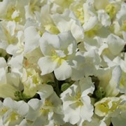 Семена цветов Антирринума Твинни F1 100 шт. белый