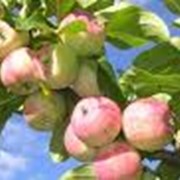 Фрукты : яблоки продажа, отп Украина фото