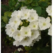 Семена Вербена Гибридная Verbena (verbena X Hybrida) White фотография