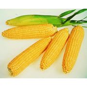 Семена кукурузы