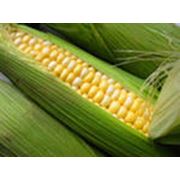 Семена кукурузы краснодарский 385 МВ фото