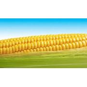 Семена гибридов кукурузы «ПИОНЕР» фото