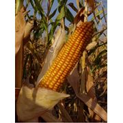 Семена РОСС 199 МВ (кукуруза) фото