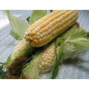 Pioneer corn