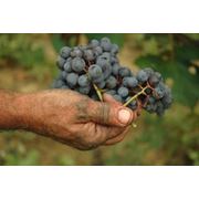 Консультации по выращиванию виноградников фотография