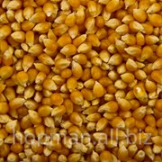 Кукуруза, на экспорт фото