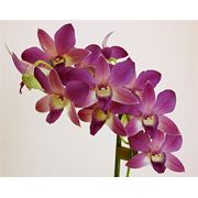 Орхидея дендробиум фотография