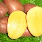 Картофель сортовой, семена картофеля Винета