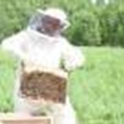 Пчеломатка 2016 фото