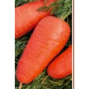 Семена моркови Шантенэ 2461