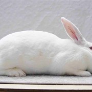 Племенное поголовье кроликов акселератов Термонськой породы фото