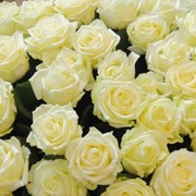 Розы “Вайт-Наоми“ фото