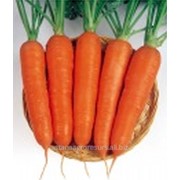 Семена моркови Курода Шантане фото