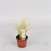 Осока Jenneke -- Carex Jenneke фото