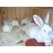 Кролики на продажу фотография