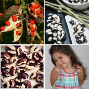 Абрус опасный .Вырасти алые бусы на грядке. фото