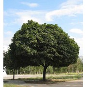 Клен платанолистный ф. шаровидная (зонтичная) Acer platanoides L. фото