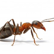 Уничтожение муравьев, борьба с муравьями,обработка