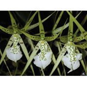 Орхидея Брассия фотография