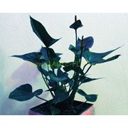 Растения комнатные фото
