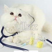 Санаторно-профилакторное лечение собак и кошек фотография