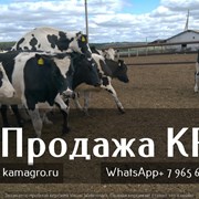 Продажа КРС