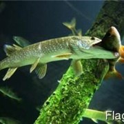 Личинка щуки фото