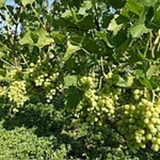 Черенки винограда, виноград : Аркадия(Настя), саженцы винограда